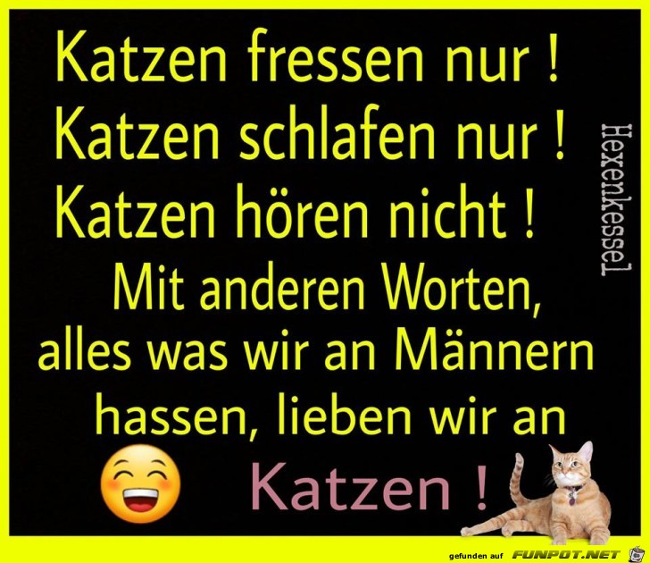 Katzen fressen nur