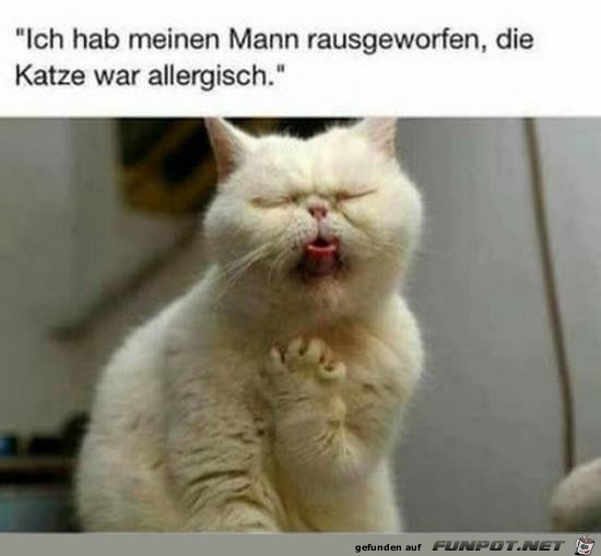 Allergische Katze Allergische Katze