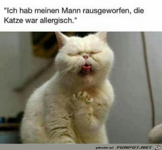 Allergische Katze