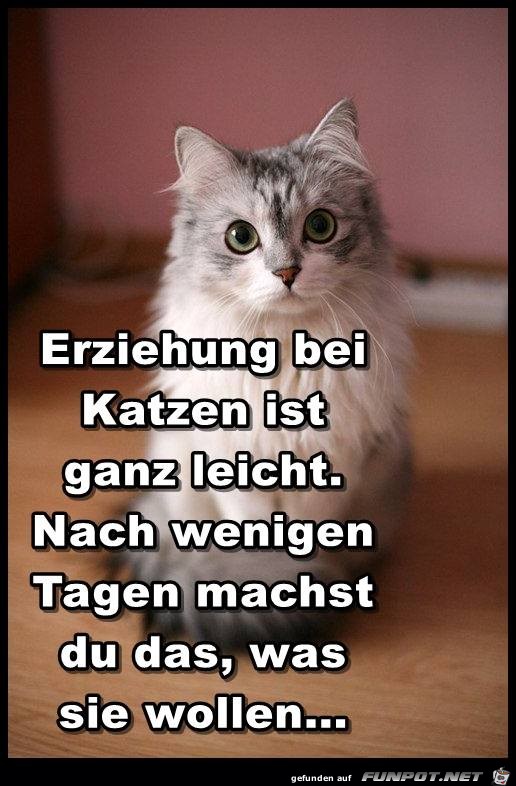 Erziehung bei Katzen