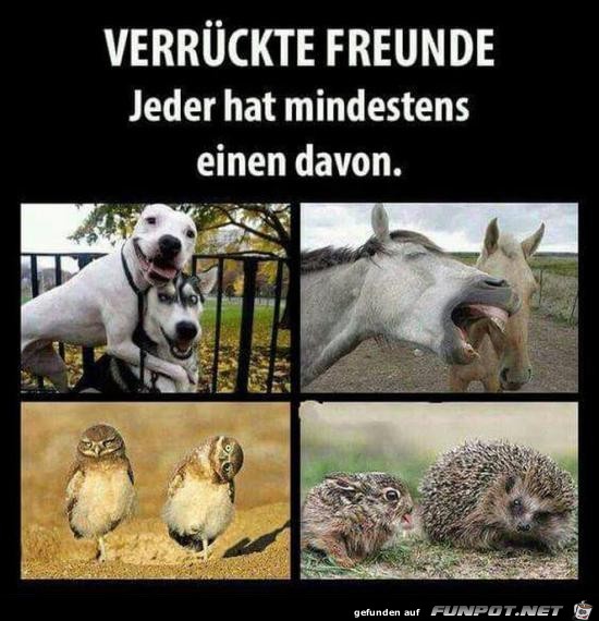 verrckte Freunde