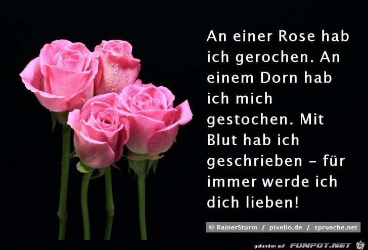 an einer Rose hab ich gerochen