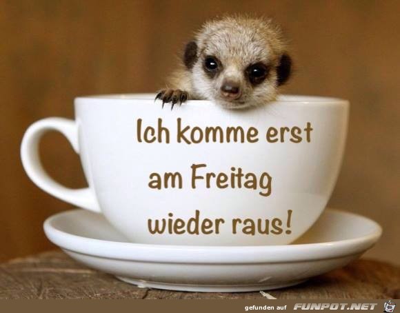 Komme erst am Freitag Komme erst am Freitag