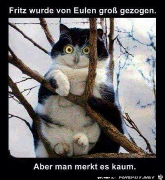 Wurde von Eulen gross gezogen Wurde von Eulen gross gezogen