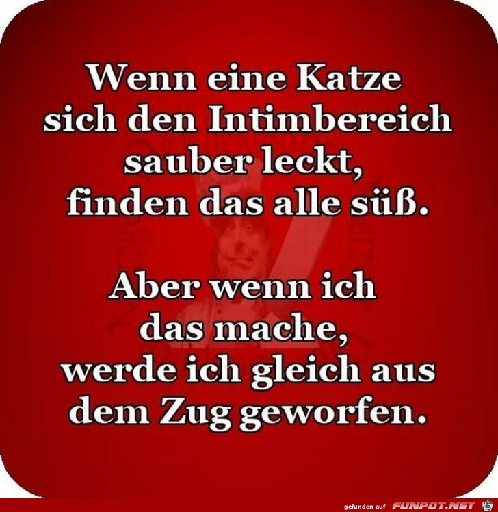 Im Intimbereich einer Katze Im Intimbereich einer Katze