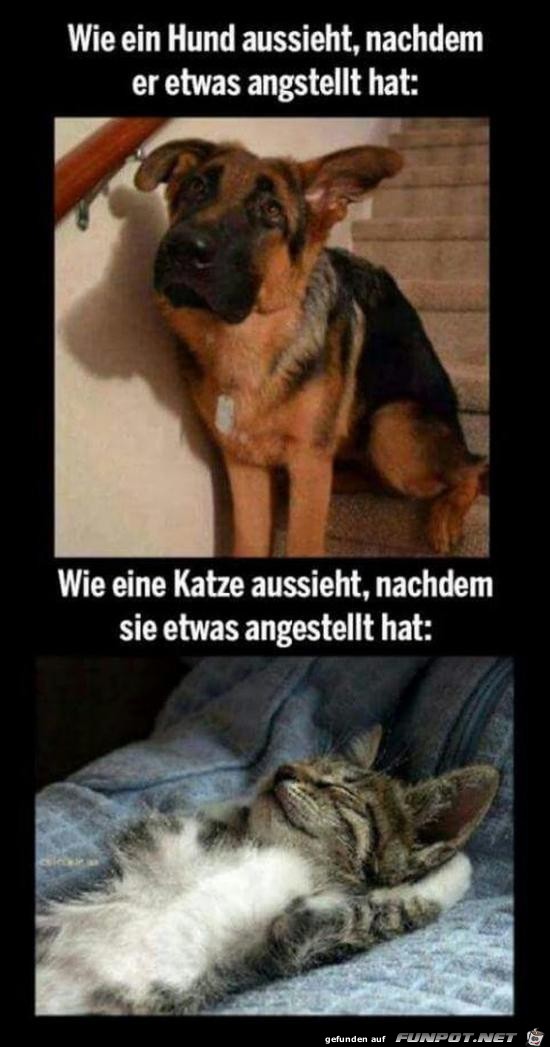 wie ein Hund aussieht, wenn.......