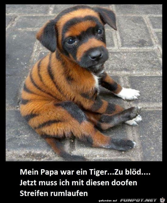 mein Papa war ein Tiger.......