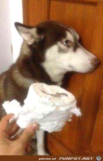 nicht-ganz-unschuldige-Hunde-2 nicht-ganz-unschuldige-Hunde-2