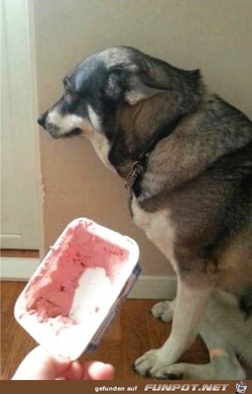 nicht-ganz-unschuldige-Hunde-3 nicht-ganz-unschuldige-Hunde-3
