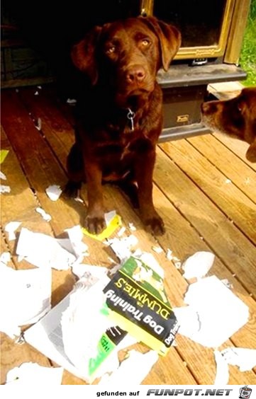 nicht-ganz-unschuldige-Hunde-7 nicht-ganz-unschuldige-Hunde-7