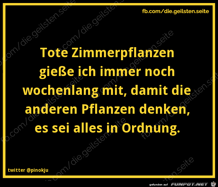 Zimmerpflanzen