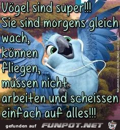 Vgel sind super !!!