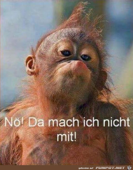 Nö Nö