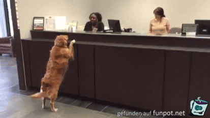 bettelnder Hund bettelnder Hund