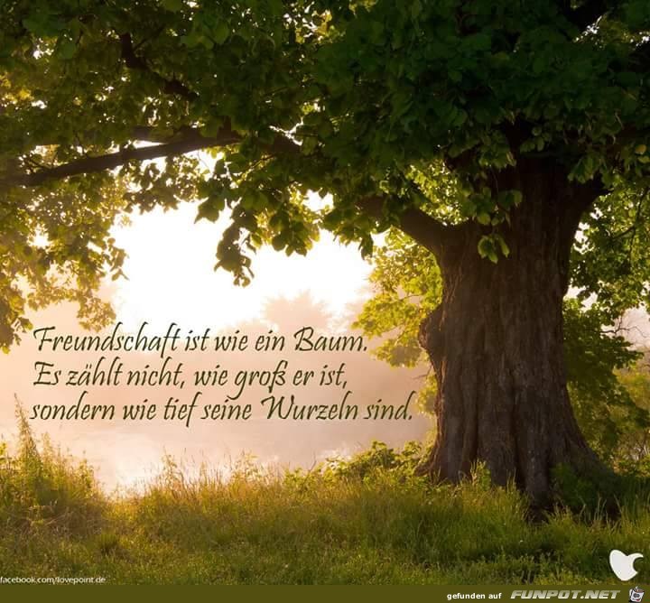 Freundschaft ist wie ein Baum Freundschaft ist wie ein Baum