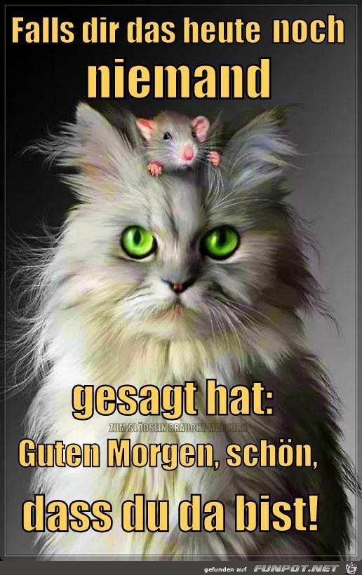 Falls dir das noch niemand gesagt hat Falls dir das noch niemand gesagt hat