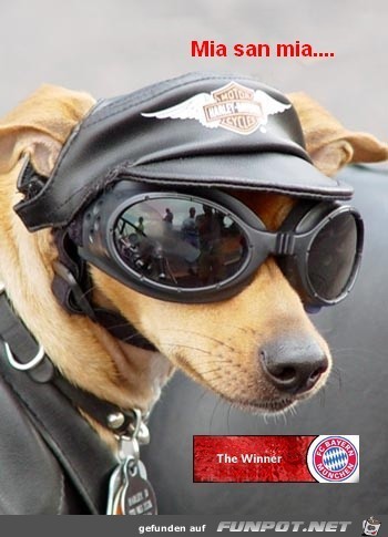 Bayern-Fan Bayern-Fan