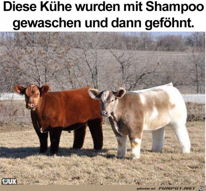 Mit Shampo gewaschen und gefoehnt