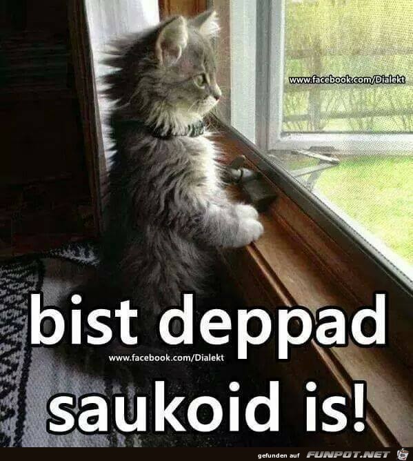 Bist deppad Bist deppad