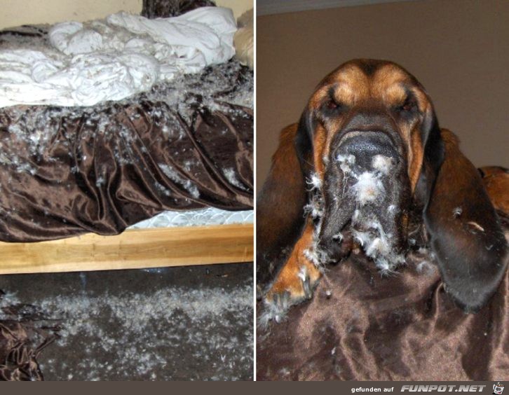 nicht-ganz-unschuldige-Hunde-15 nicht-ganz-unschuldige-Hunde-15