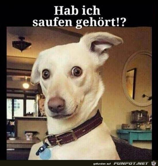 hab ich saufen gehört?...... hab ich saufen gehört?......