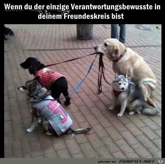 Der Einzige Der Einzige