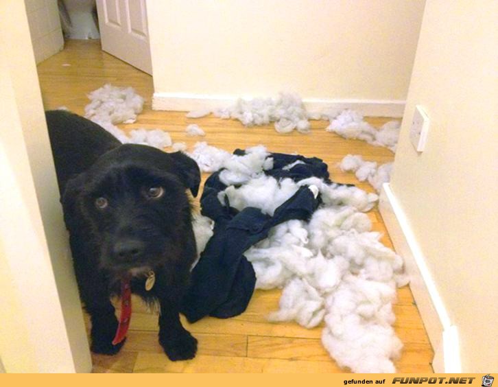 nicht-ganz-unschuldige-Hunde-18 nicht-ganz-unschuldige-Hunde-18