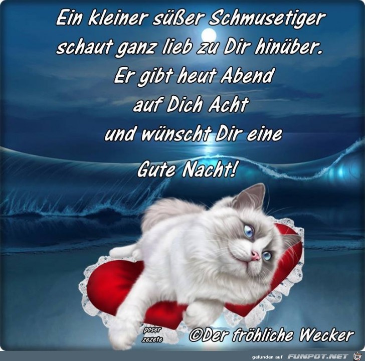 Ein kleiner suesser Schmusetiger Ein kleiner suesser Schmusetiger