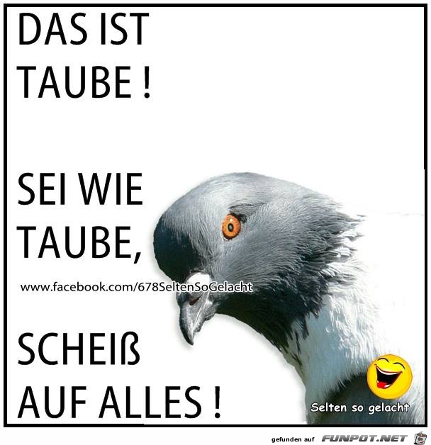 Taube Taube