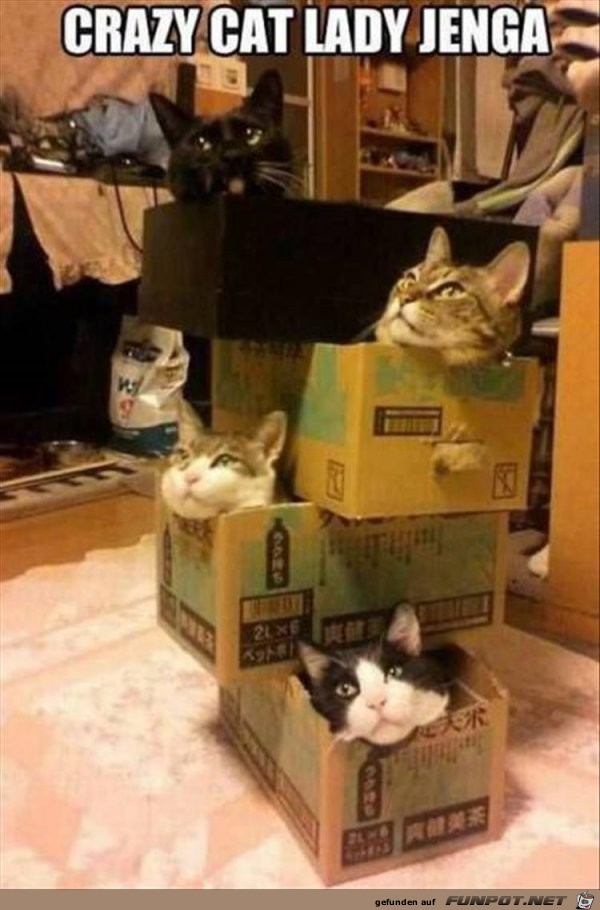 Katzen in Boxen