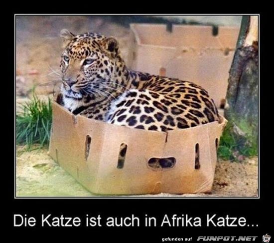 Katze Katze