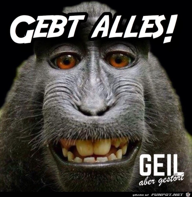 Gebt alles Gebt alles