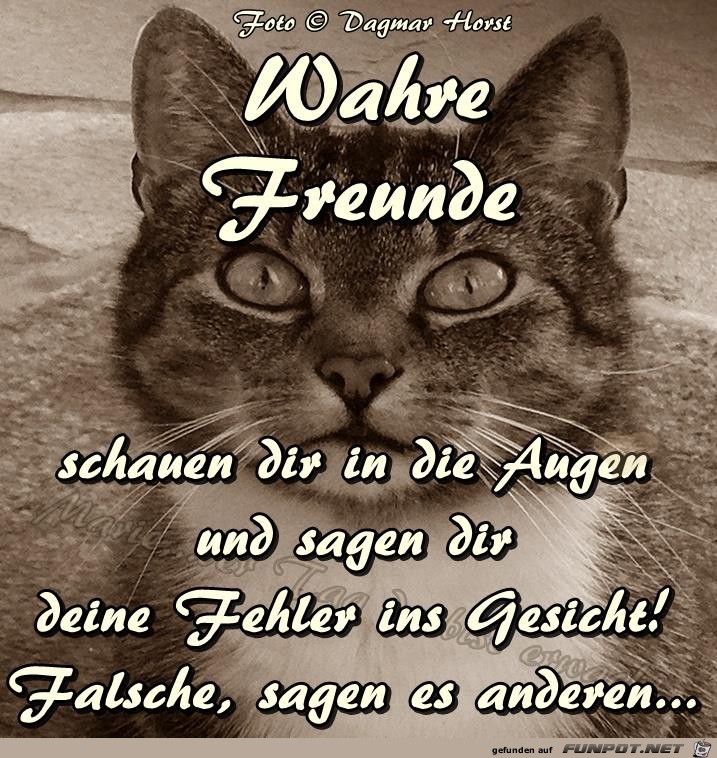 Wahre Freunde