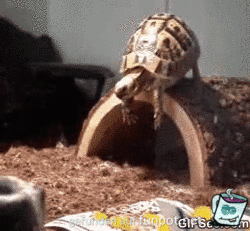 GIF-Story-of-my-life3 GIF-Story-of-my-life3