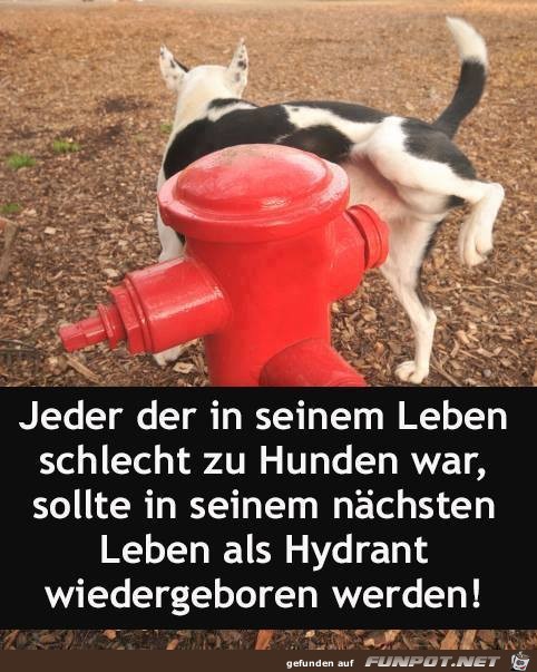 Jeder Jeder