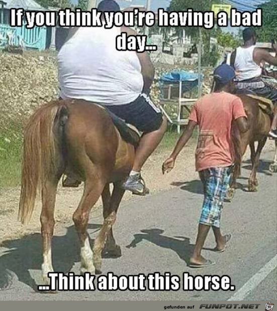 Wenn du denkst, dein Tag ist schlecht, denk an dieses Pferd