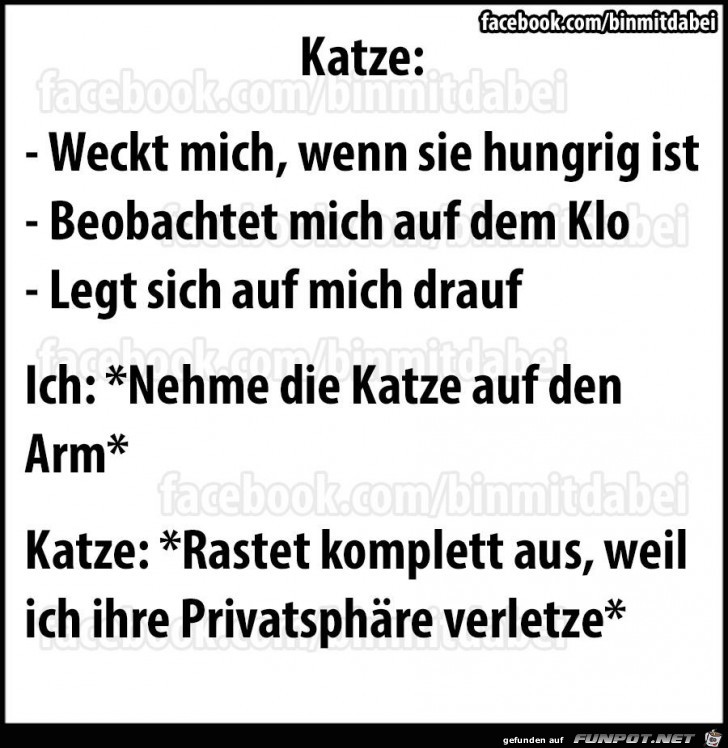 Katze Katze