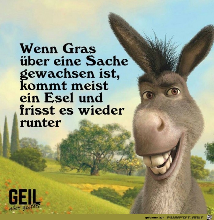 Wenn Grass ueber die Sache gewachsen ist