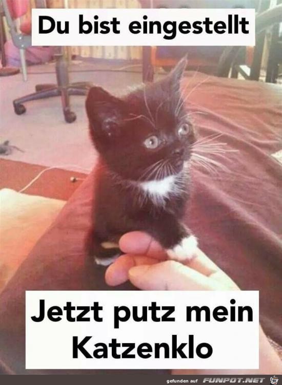 Du bist eingestellt Du bist eingestellt