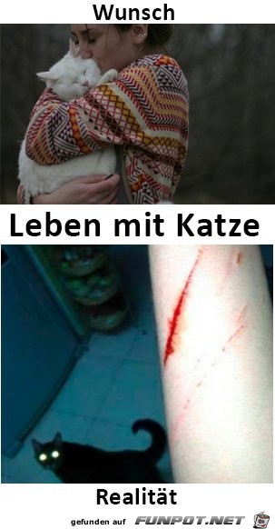 Katzen Katzen