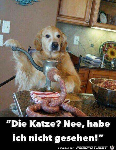 Die Katze