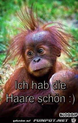 Hab die Haare schoen