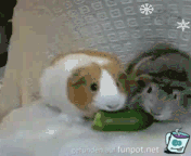 meine Meerschweinchen meine Meerschweinchen