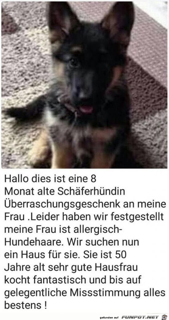 Hallo, dies ist eine 8 Monate alte Hündin...... Hallo, dies ist eine 8 Monate alte Hündin......