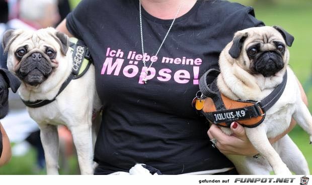 Ich liebe meine Moepse