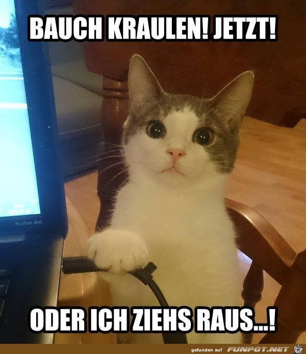 Bauch kraulen Bauch kraulen