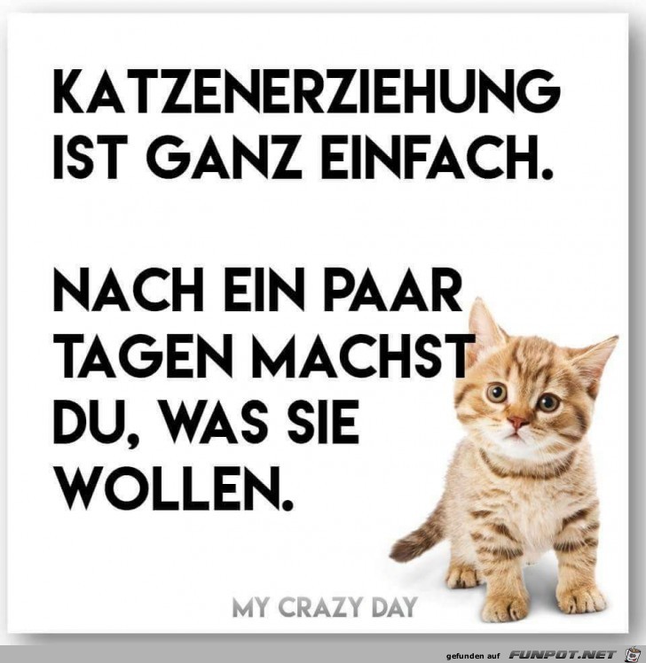 Einfache Katzenerziehung Einfache Katzenerziehung
