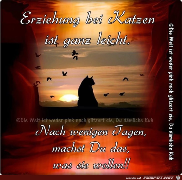 Erziehung bei Katzen Erziehung bei Katzen