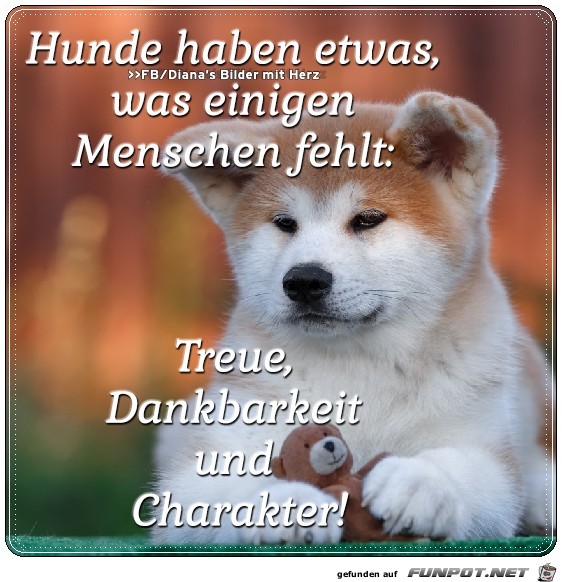 Hunde haben etwas