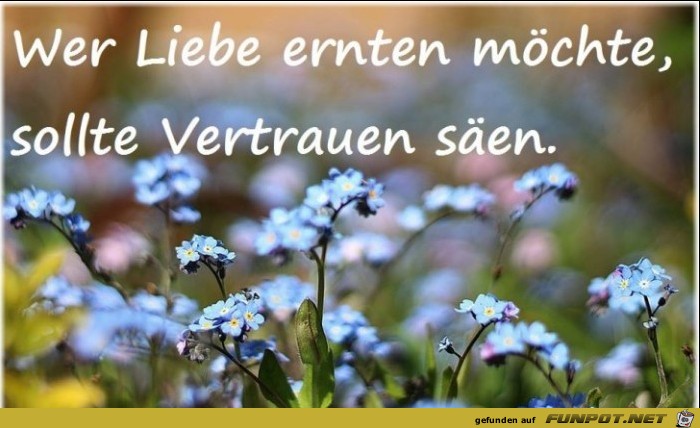 Wer Liebe ernten